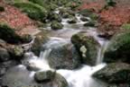 Il Torrente Onazio al Parco Faunistico (44kb)